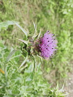 Chardon Marie (photo Mrugala F., Venerieu, mai 2024)(6)